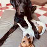 Er liebt andere Hunde