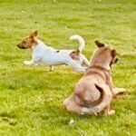 Aber Fenix will leben