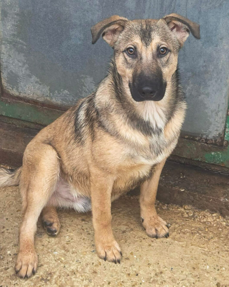 Amigo_1_Februar_2026