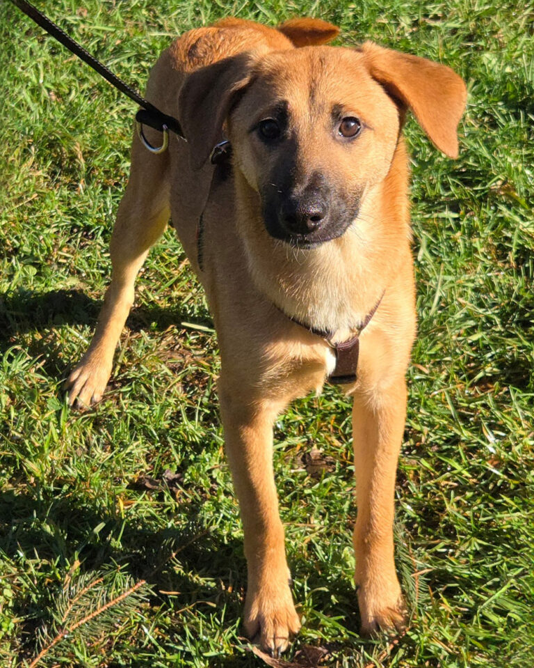 Lillie_1_Februar_2026