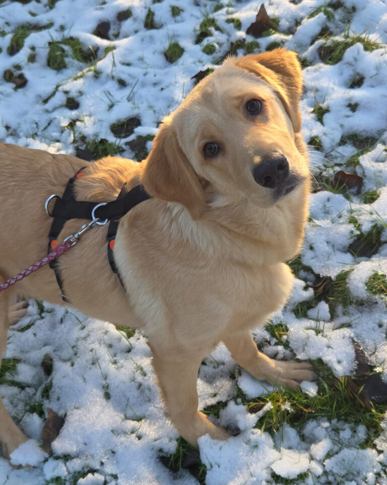 Svilana_1_Februar_2026