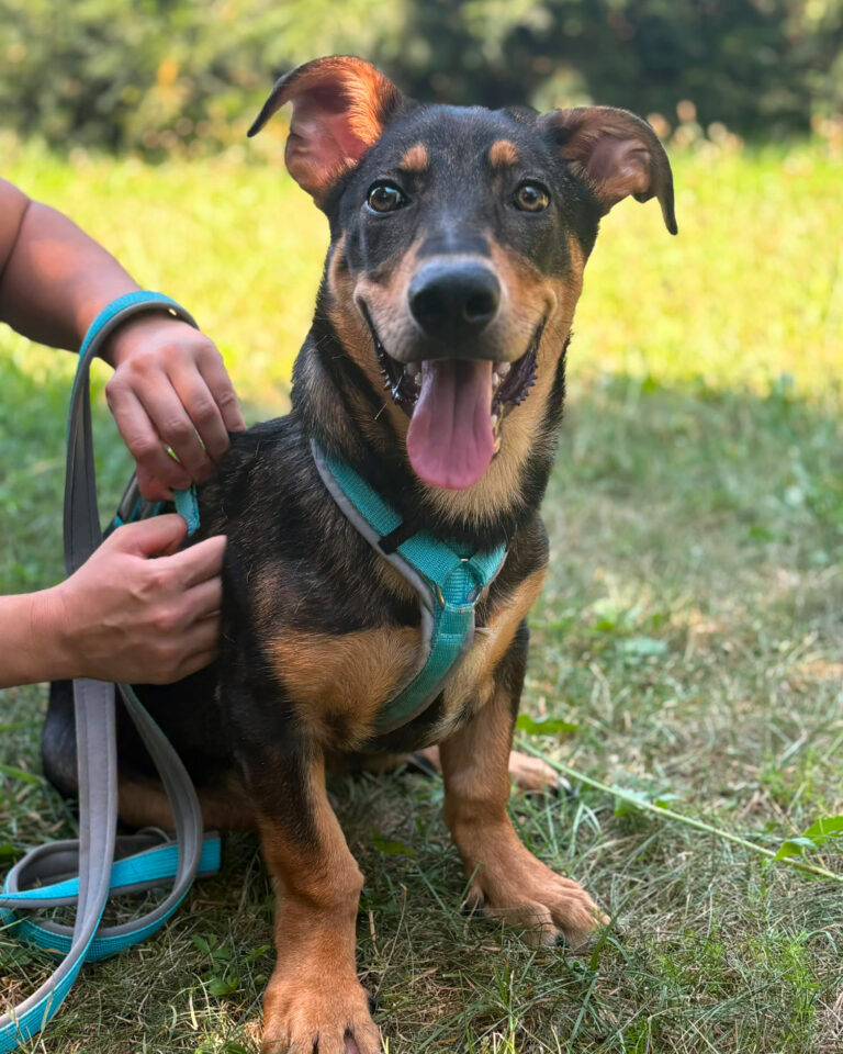 Nemo_1_Juli_2026