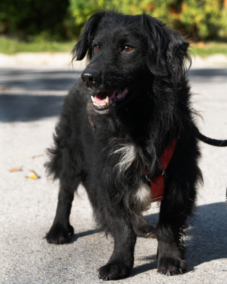 Fido_1_Oktober_2026