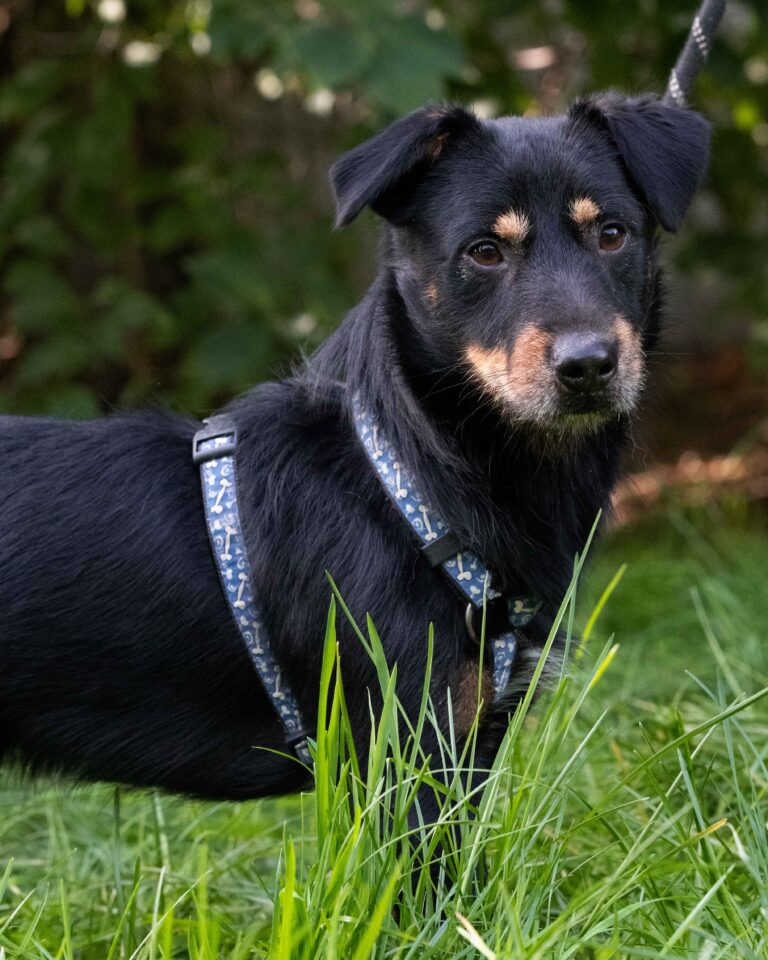 Kibo_6_Oktober_2026